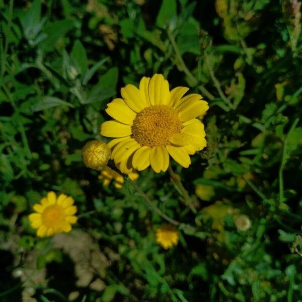 Glebionis segetum Flower