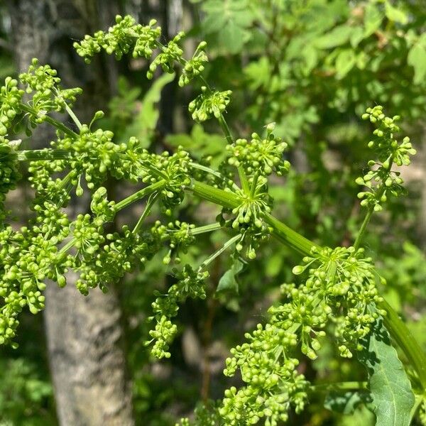 Rumex confertus Çiçek