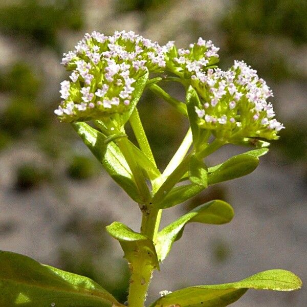 Valeriana eriocarpa Kukka