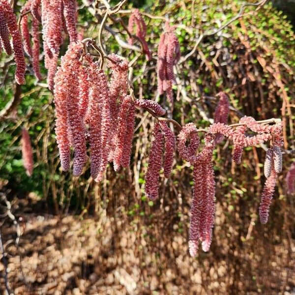 Alnus serrulata Λουλούδι