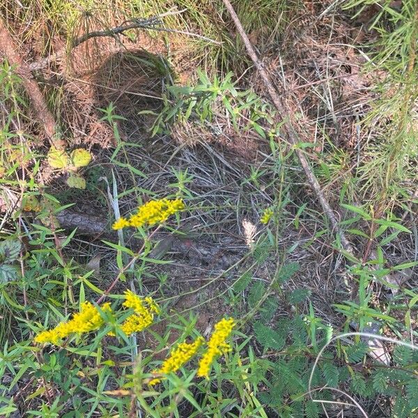 Solidago odora Hàbitat