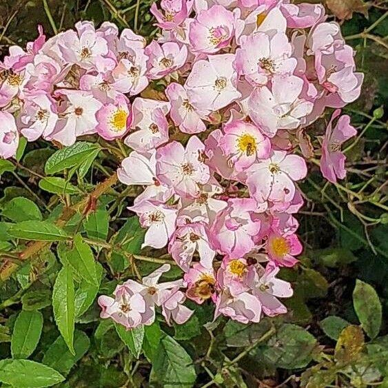 Rosa setigera Flower