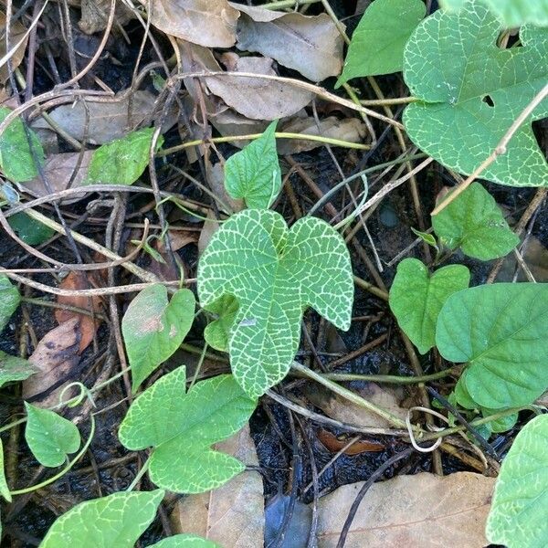 Ipomoea ficifolia Blatt