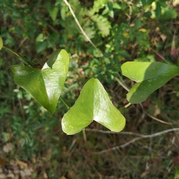 Smilax aspera Leaf