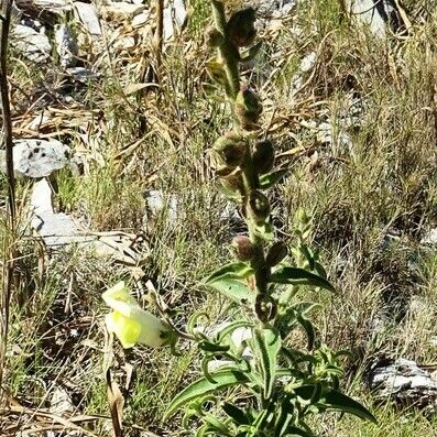 Antirrhinum majus Характер