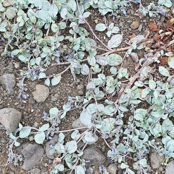 Mertensia maritima Leaf