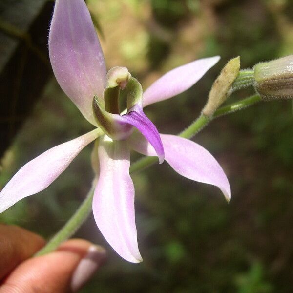 Ancistrochilus rothschildianus Fleur