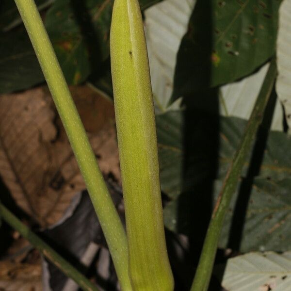 Pourouma bicolor Frugt