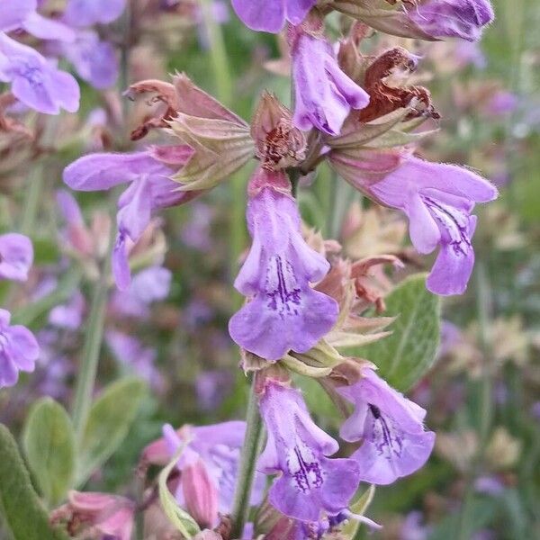 Salvia officinalis Blomst