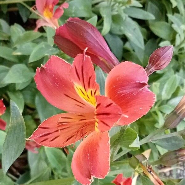 Alstroemeria ligtu Floare