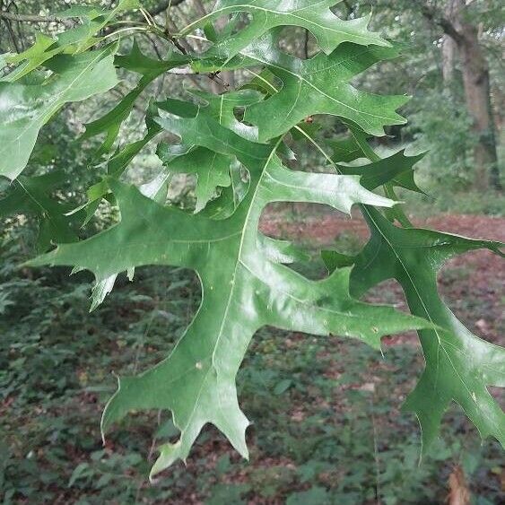 Quercus coccinea Лист