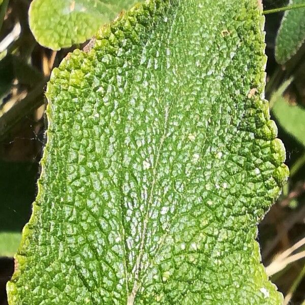 Phlomis fruticosa Lapas