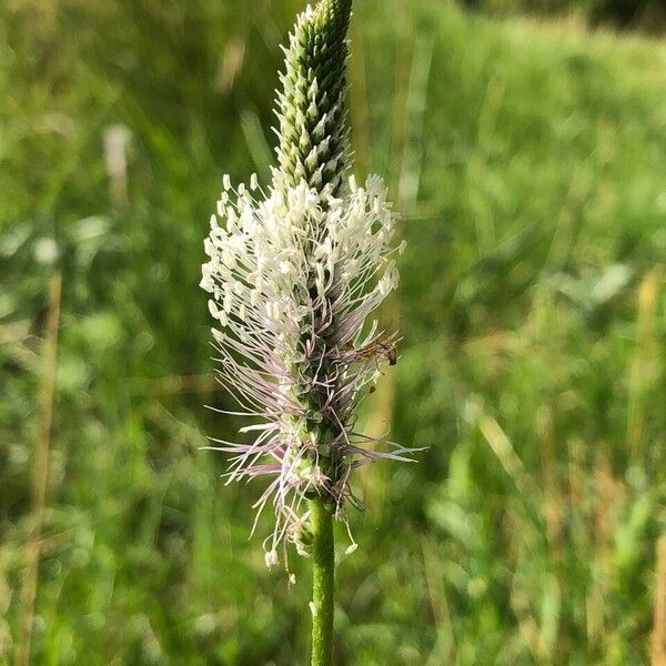 Plantago media Flor