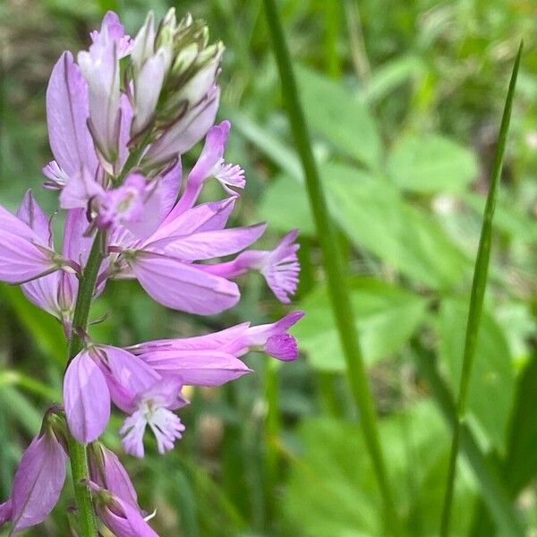 Polygala major Fleur