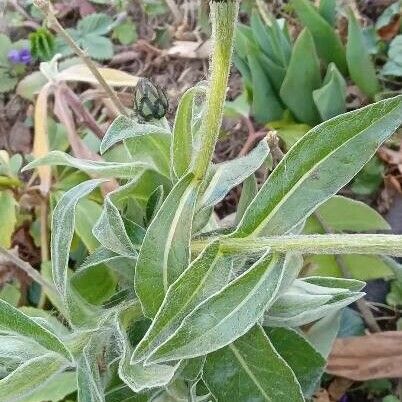 Centaurea montana Hábito