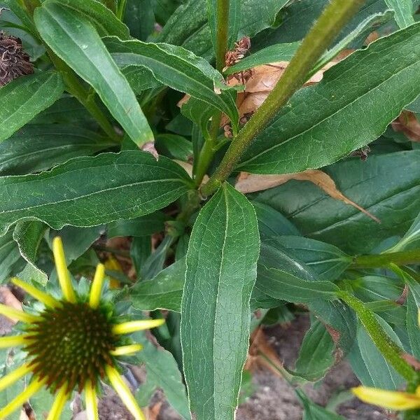 Echinacea angustifolia Φύλλο
