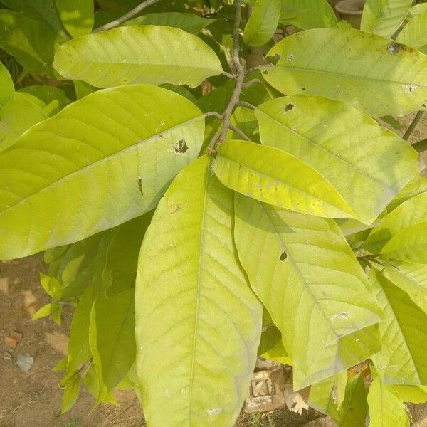 Magnolia champaca Folha