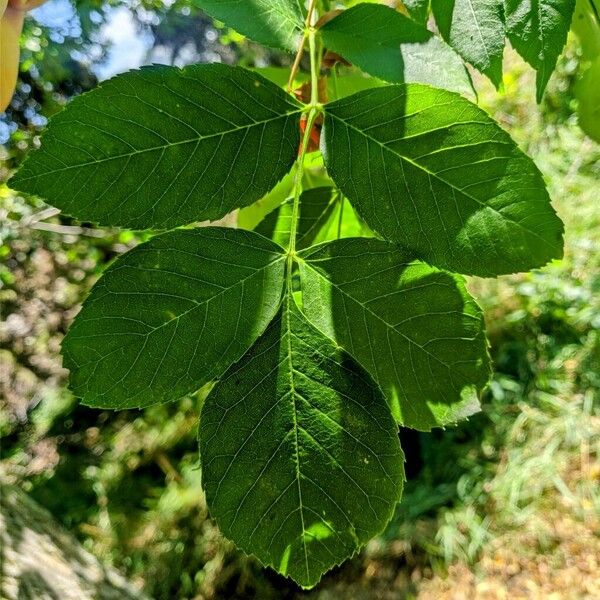 Fraxinus latifolia Leaf