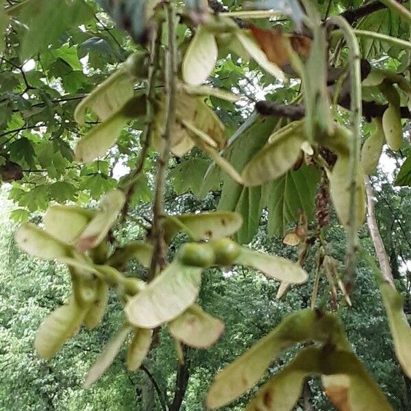 Acer pseudoplatanus फल