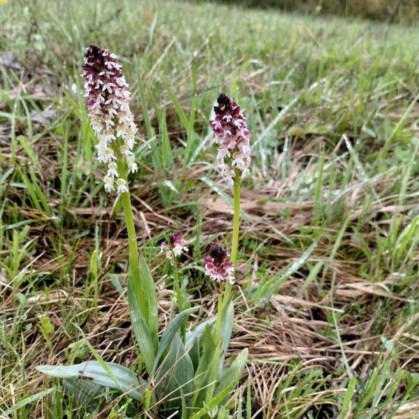 Neotinea ustulata Flor