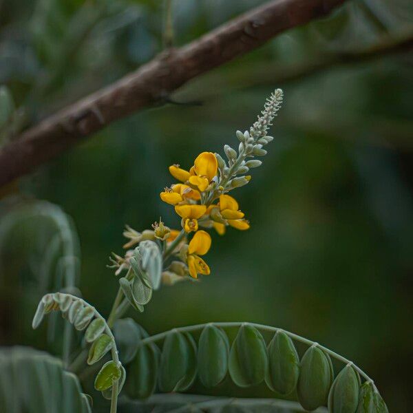 Sophora tomentosa Žiedas