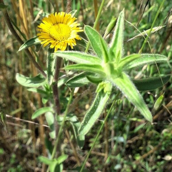 Pallenis spinosa Flor