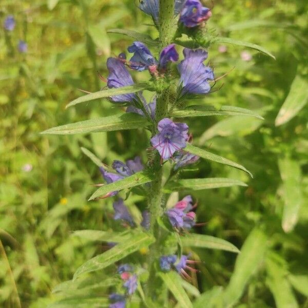 Echium vulgare Flower