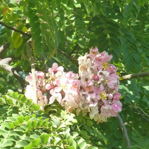 Cassia javanica Õis