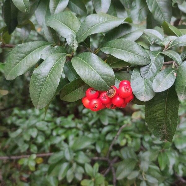 Pyracantha crenulata Fruit