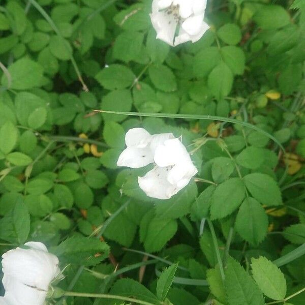 Rosa arvensis Flower