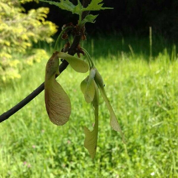 Acer saccharinum Frucht