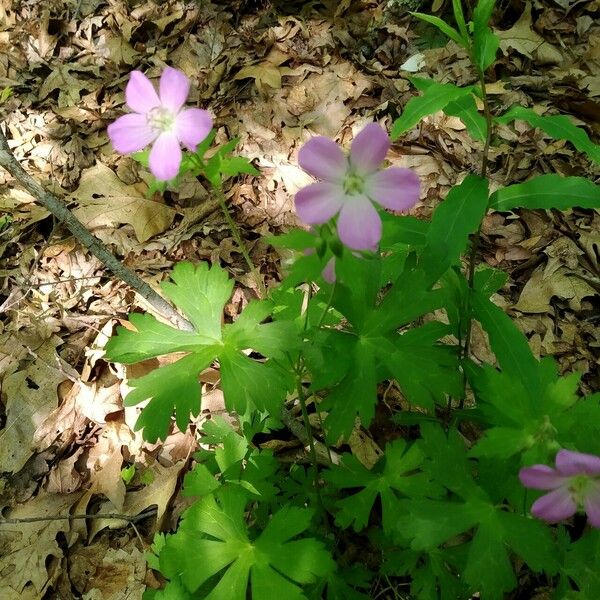 Geranium maculatum Blomma