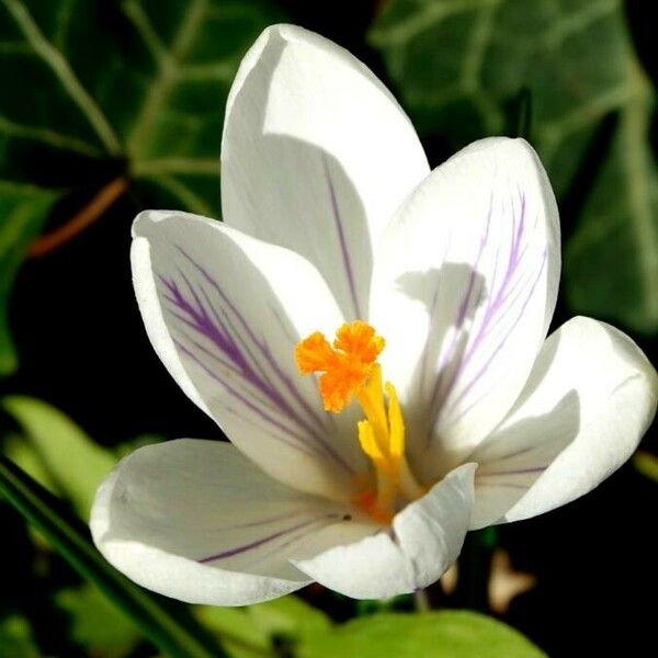 Crocus versicolor Çiçek