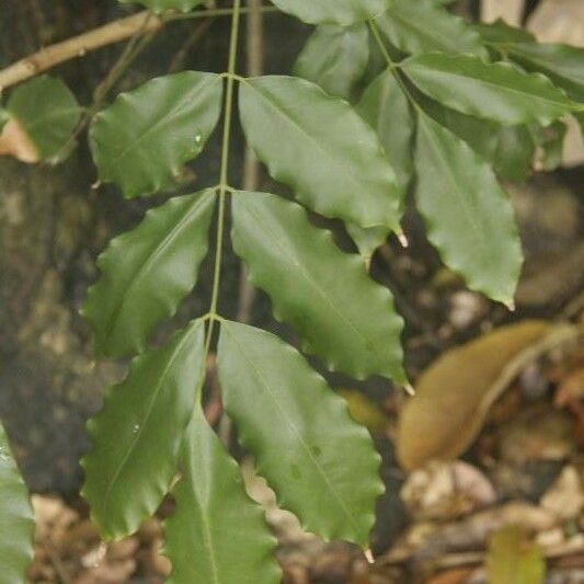 Andira inermis Blad