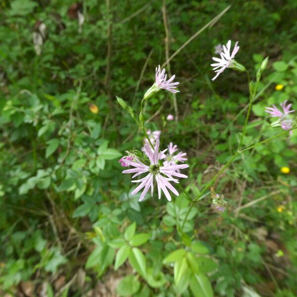 Lychnis flos-cuculi Hábitos