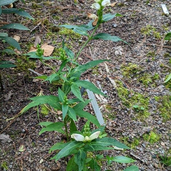 Chelone glabra 整株植物