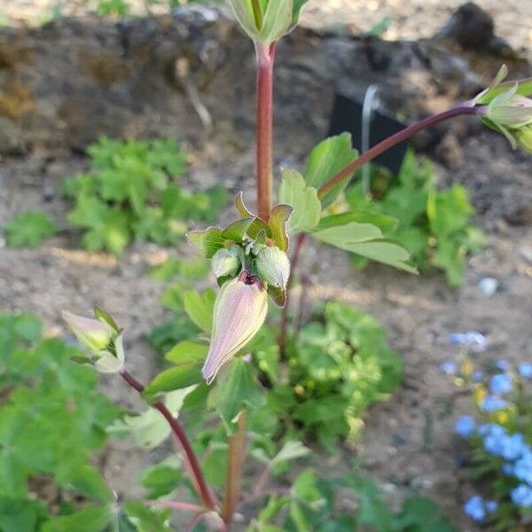 Aquilegia nigricans Çiçek