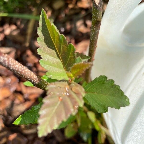 Castanea pumila Leaf