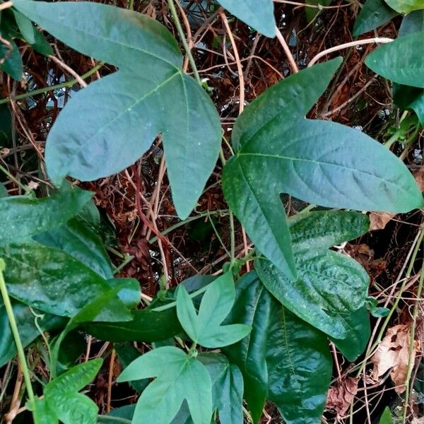 Passiflora suberosa Leaf