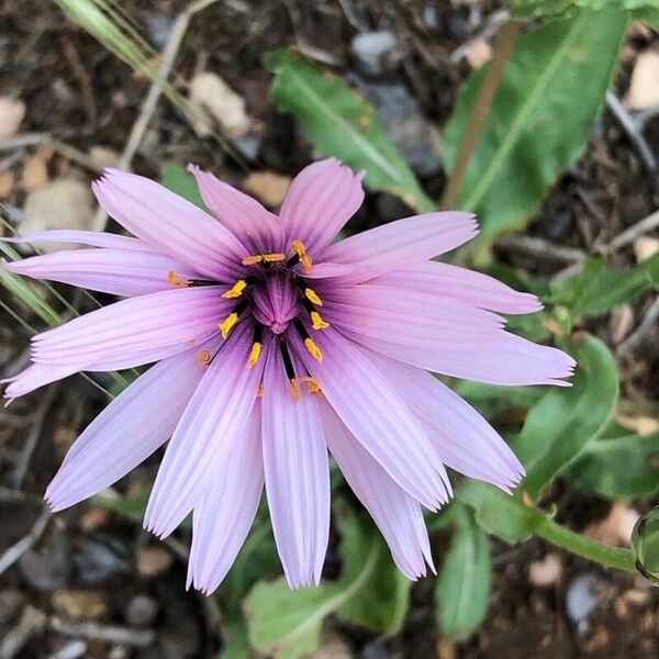 Pseudopodospermum papposum ᱵᱟᱦᱟ