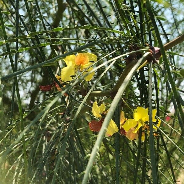 Parkinsonia aculeata Bark