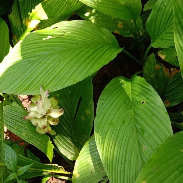 Curcuma longa Ліст