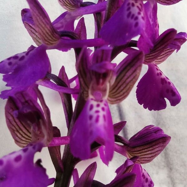 Anacamptis morio 花