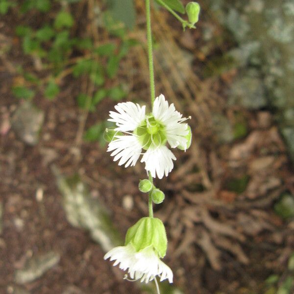 Silene stellata Cvet