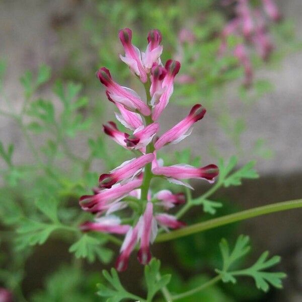 Fumaria officinalis Λουλούδι