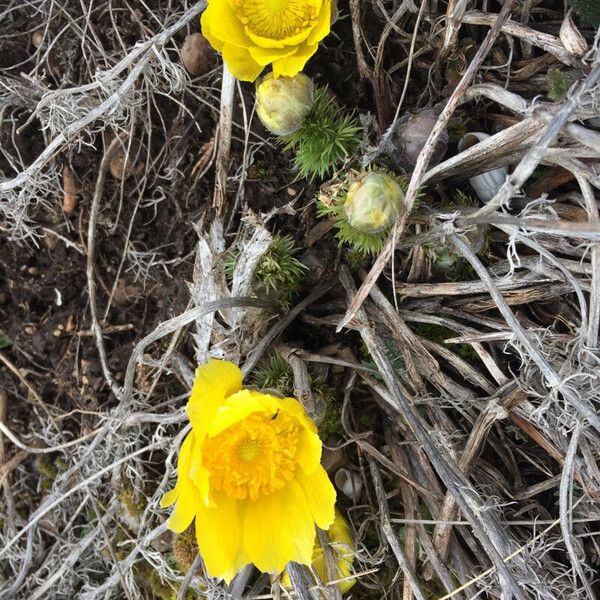 Adonis vernalis Кветка