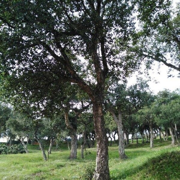 Quercus suber 整株植物