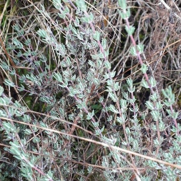 Thymus vulgaris Blad