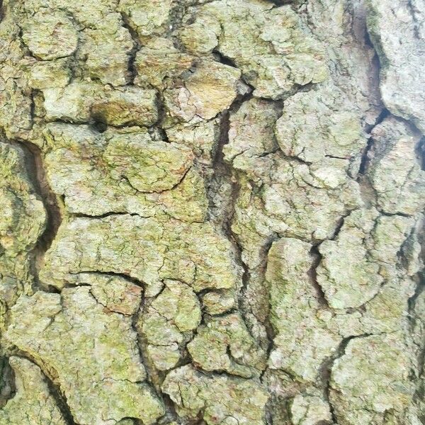 Abies cilicica 樹皮