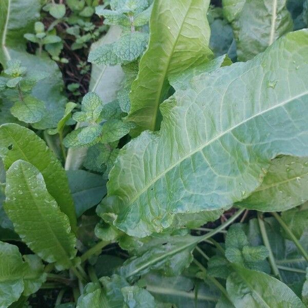 Rumex crispus Leaf